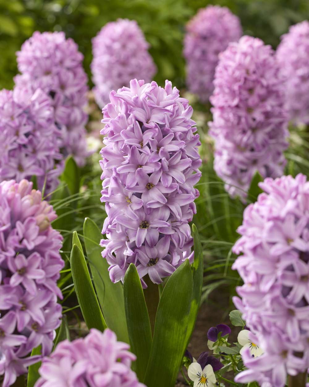 Hyacint 'Splendid Cornelia'